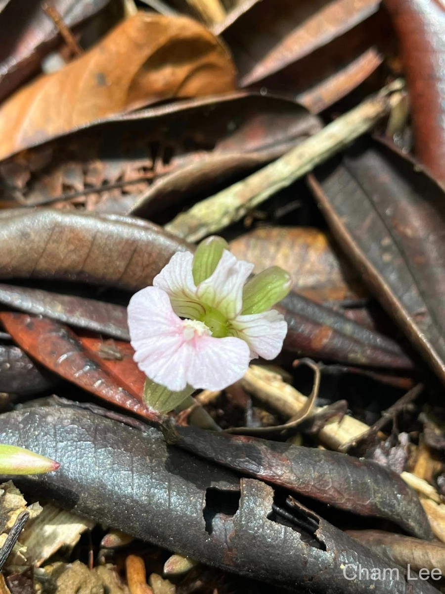 Cyphostigma pulchellum (Thwaites) Benth.